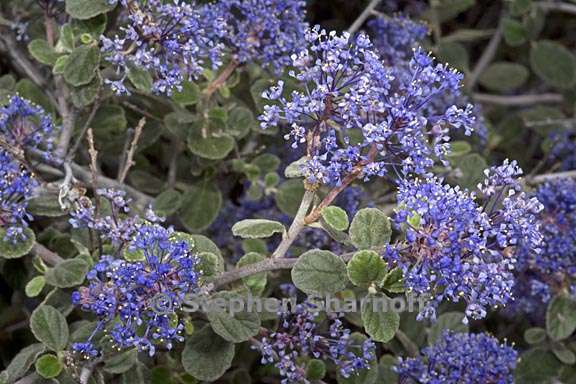 ceanothus tomentosus 1 graphic